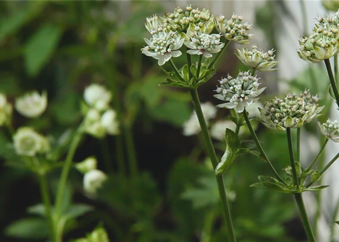Sterndolde - Einpflanzen im Garten