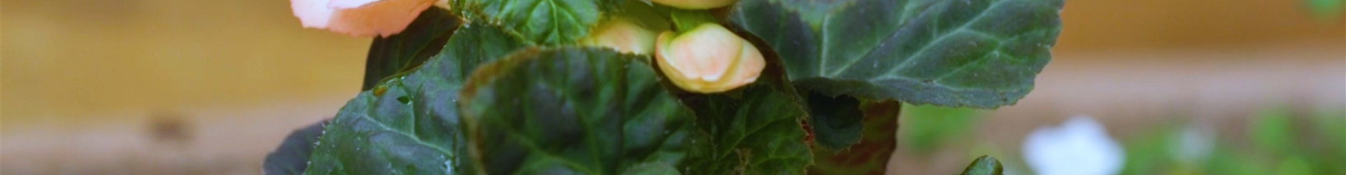 Knollenbegonie - Einpflanzen im Garten (thumbnail)