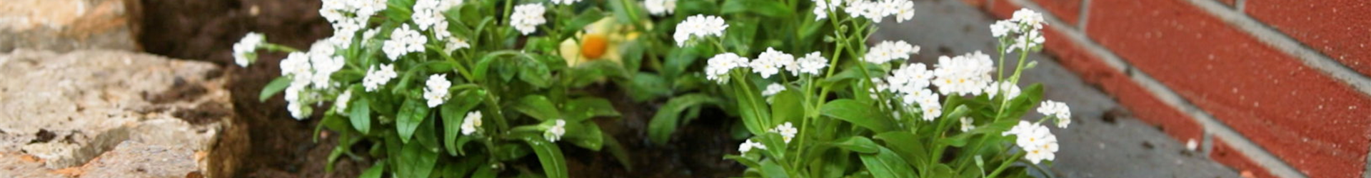 Weißes Vergissmeinicht - Einpflanzen im Garten (Thumbnail)