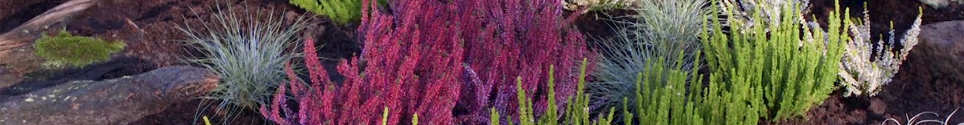 Ein Heidegarten anlegen (Thumbnail)