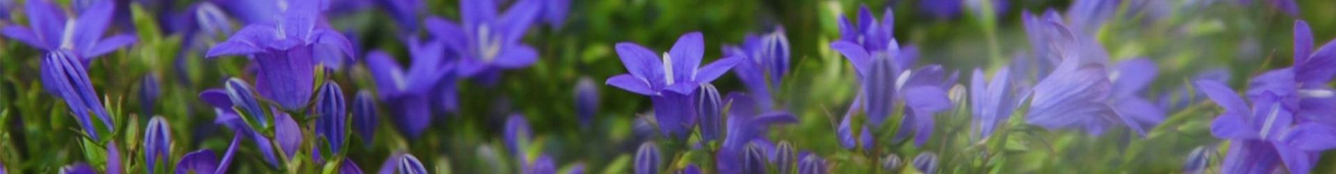 Glockenblume - Einpflanzen in den Garten (thumbnail)