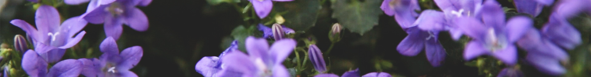 Dalmatiner-Polsterglockenblume - Einpflanzen im Garten (Thumbnail)