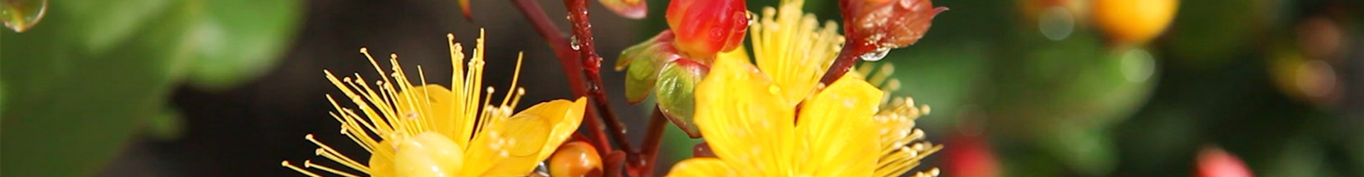 Johanneskraut - Einpflanzen im Garten (Thumbnail)