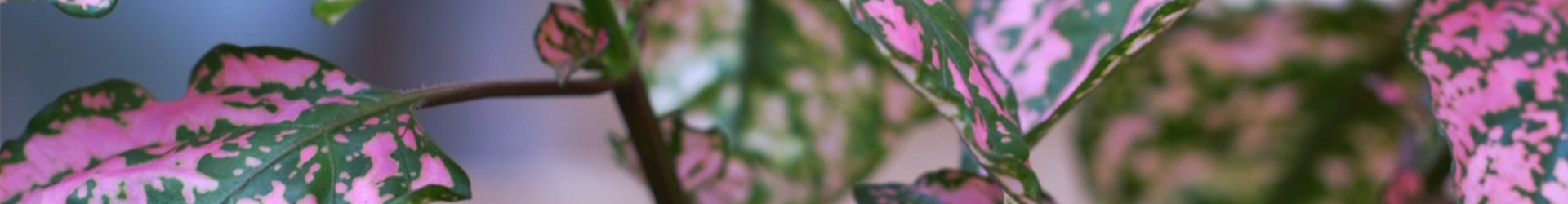 Punktblatt - Einpflanzen im Garten (Thumbnail)