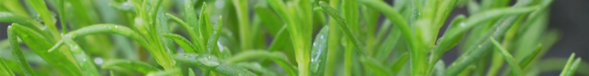 Lavendel - Einpflanzen im Garten (thumbnail)
