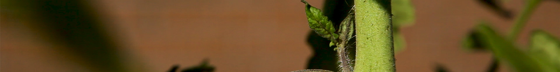 Tomaten - Ausgeizen (thumbnail) Tomaten - Ausgeizen (thumbnail)