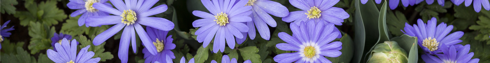 Anemone blanda Anemone blanda