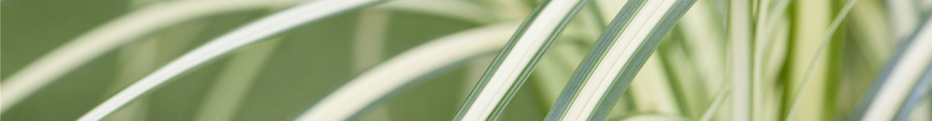 Carex oshimensis 'Evergold'