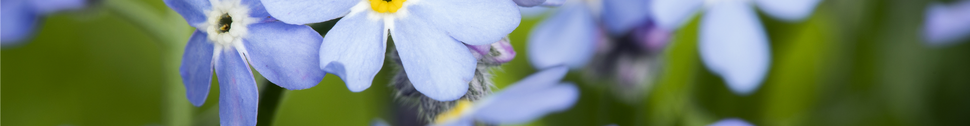 Myosotis sylvatica, blau