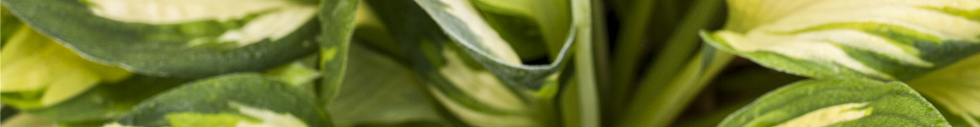 Hosta