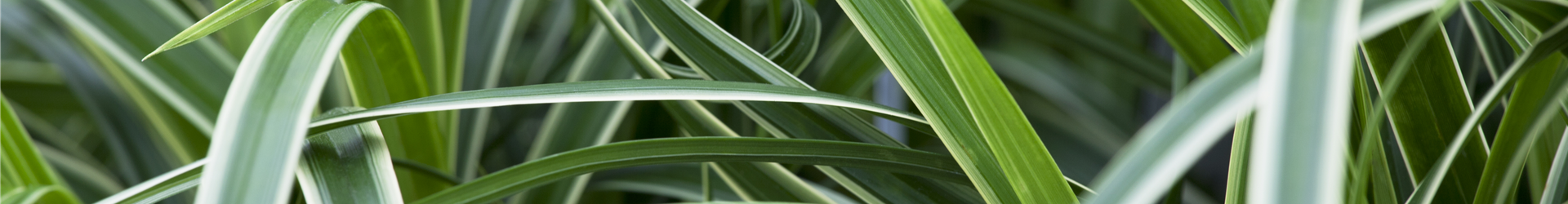 Carex morrowii ssp. foliosissima 'Icedance'