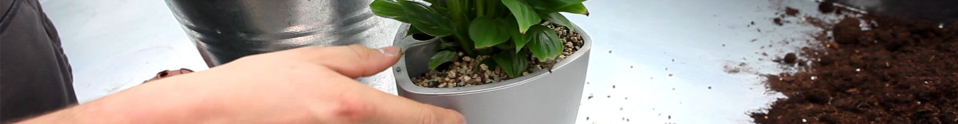 Einblatt - Einpflanzen in ein Gefäß (4)