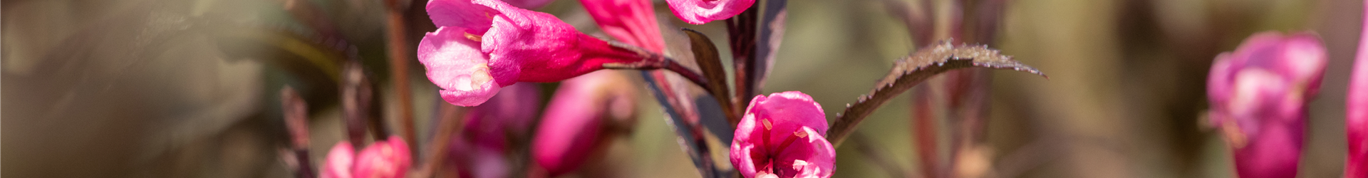 Weigela florida 'Victoria'