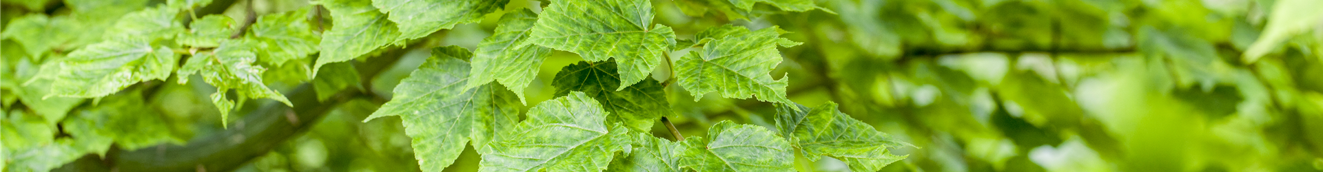 Acer davidii 'Purple Bark'