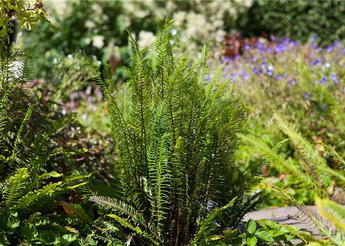 Feuchtzonen im Garten