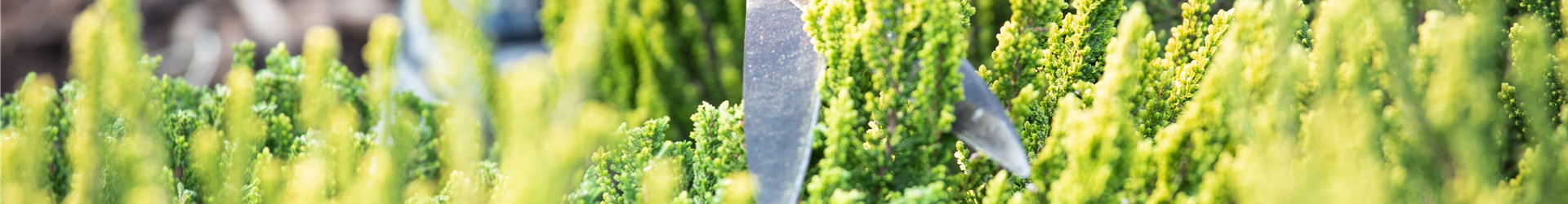 Calluna Vulgaris 'Zipi'
