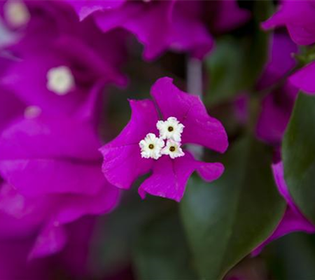 Bougainvillea – Die Wunderblume richtig pflegen