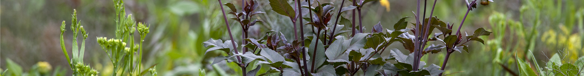 Dahlia, dunkellaubig Dahlia, dunkellaubig