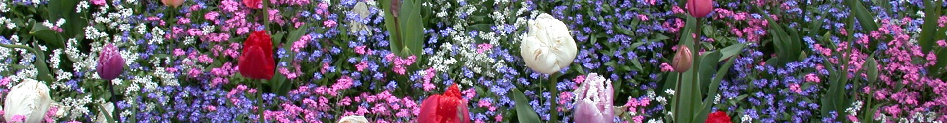 Myosotis sylvatica, Tulipa