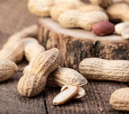 Erdnüsse im eigenen Garten 