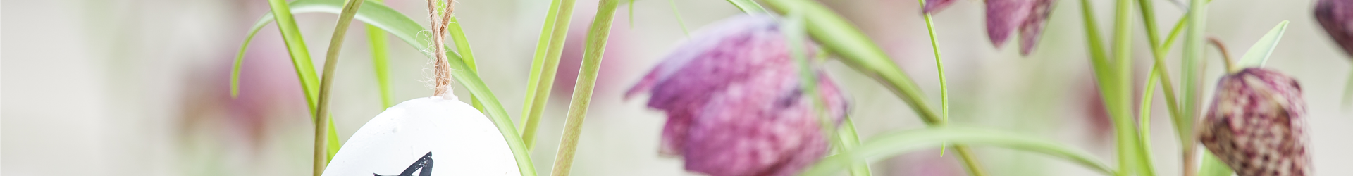 Fritillaria meleagris Fritillaria meleagris