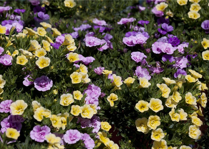 Farbe bekennen macht im Garten richtig Spaß!