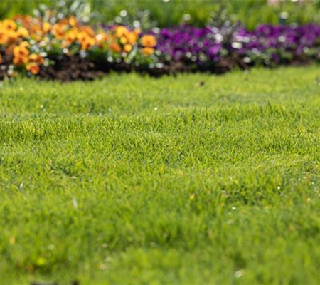 Für jeden Garten den richtigen Rasen
