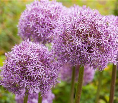 Allium – eleganter Zierlauch Allium – eleganter Zierlauch