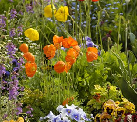 Mohn: Blütenzauber und Eleganz