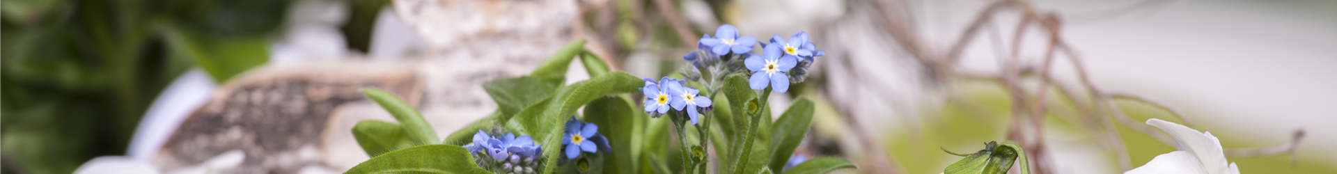 Myosotis sylvatica