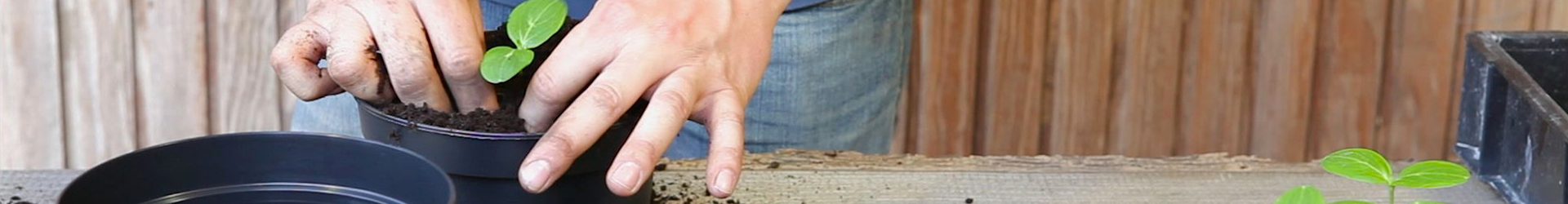 Gurken - Pikieren (thumbnail) Gurken - Pikieren (thumbnail)