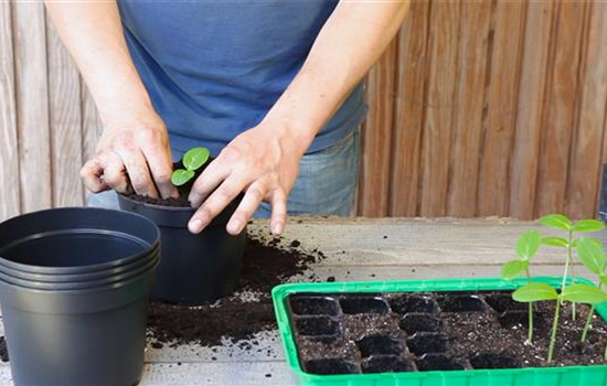 Gurken - Pikieren Gurken - Pikieren