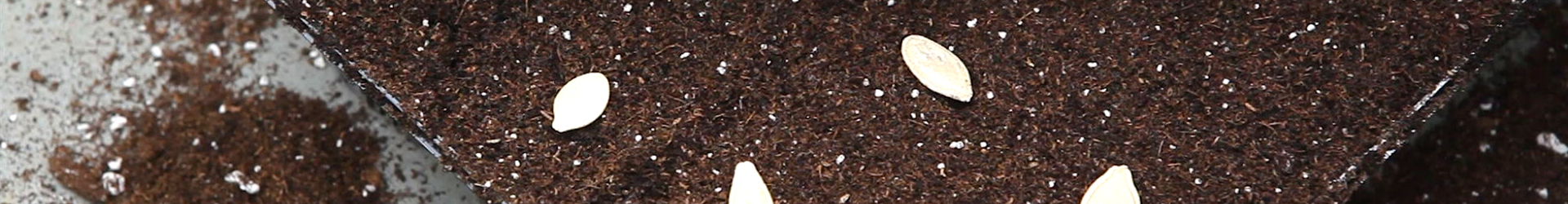 Kürbis - Aussäen von Samen (thumbnail) Kürbis - Aussäen von Samen (thumbnail)