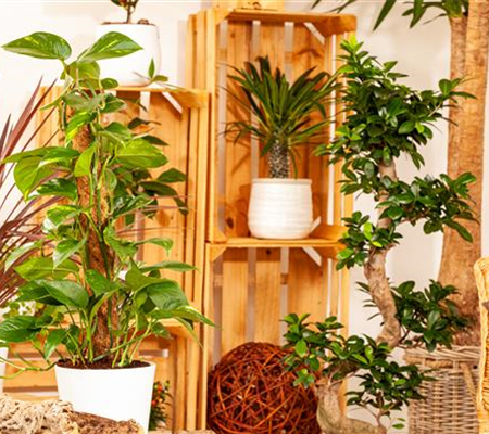 Pflanzen-Giganten mit Stil und Charme