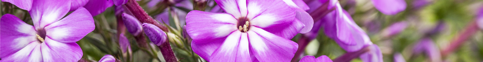 Phlox paniculata 'Flame Impruved Violet Charme'