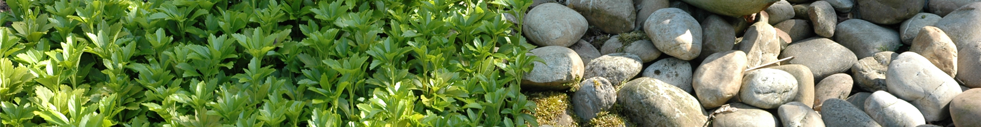 Pachysandra terminalis Pachysandra terminalis