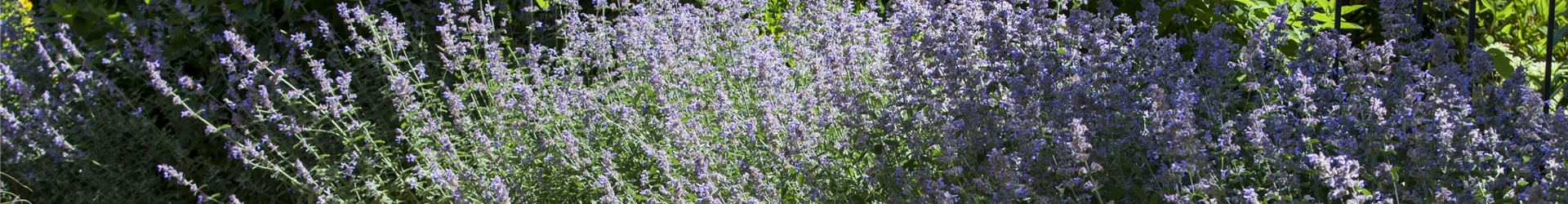Wege im Garten