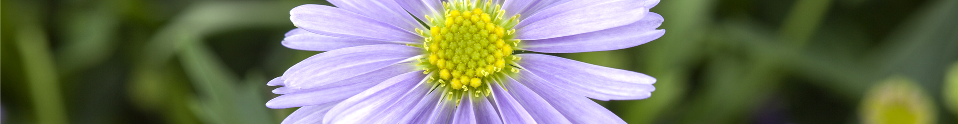 Brachyscome iberidifolia