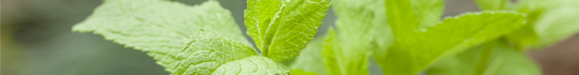 Mentha