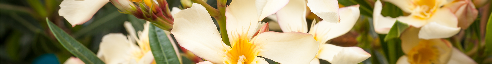 Nerium oleander