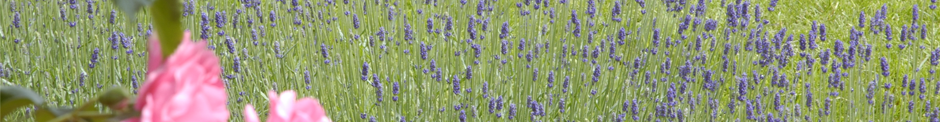 Lavandula