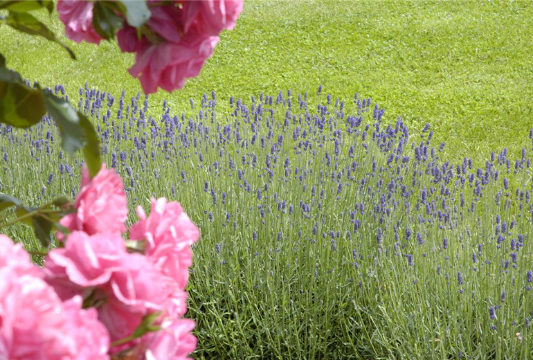 Lavandula