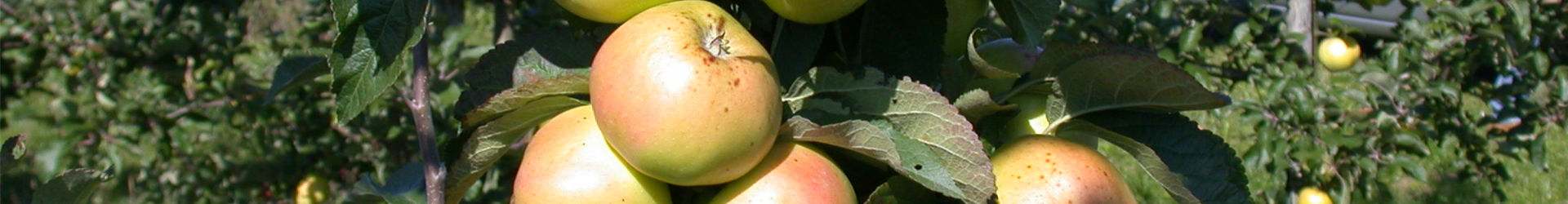 Malus domestica 'Minister von Hammerstein'(s)