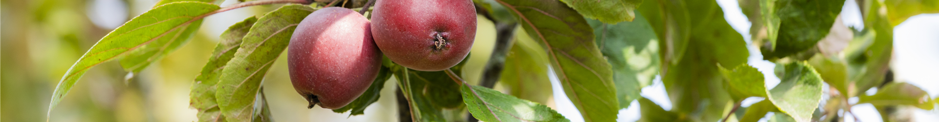 Malus domestica