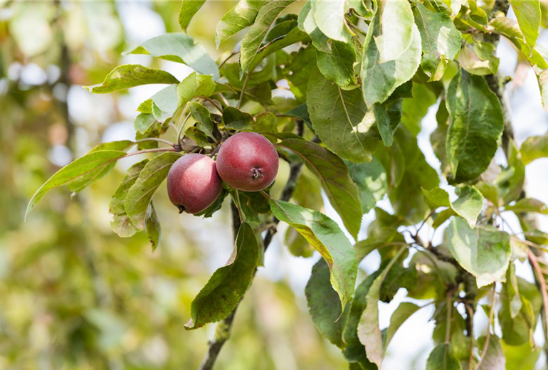 Malus domestica
