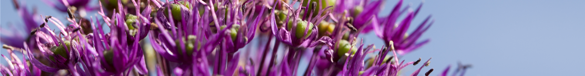 Allium aflatunense
