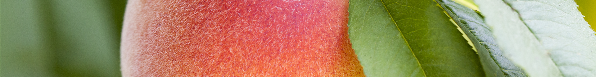 Prunus persica