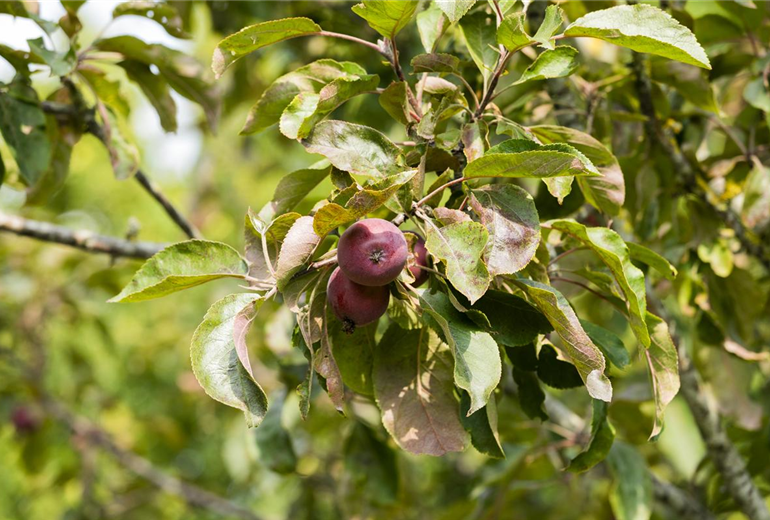 Malus domestica