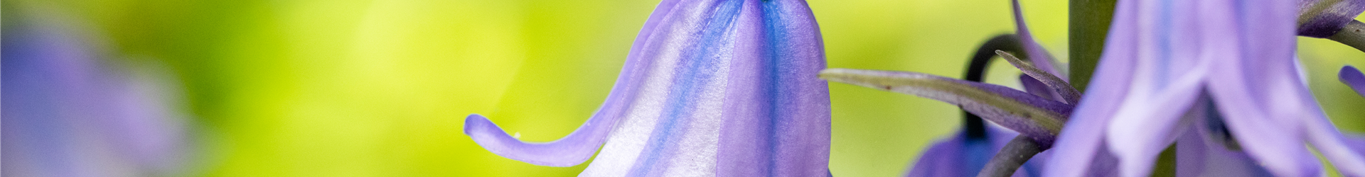 Hyacinthoides hispanica