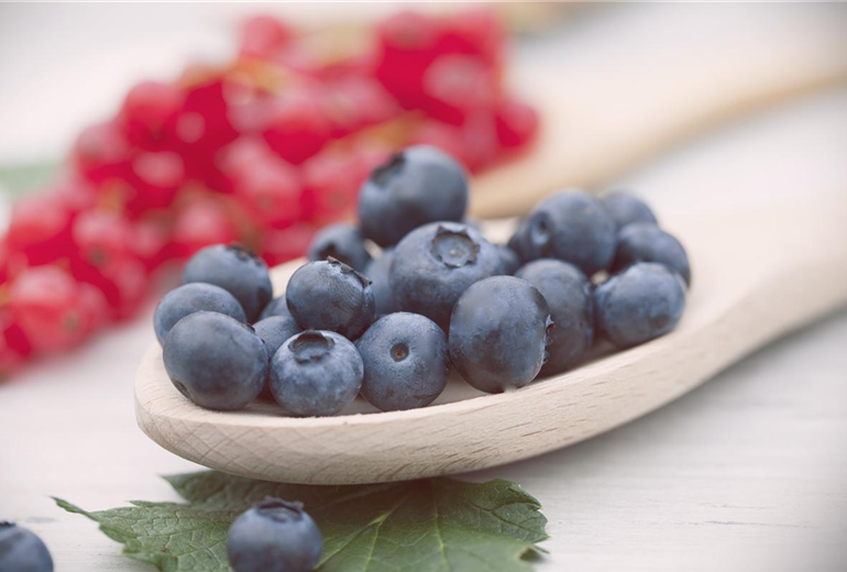 Vaccinium corymbosum